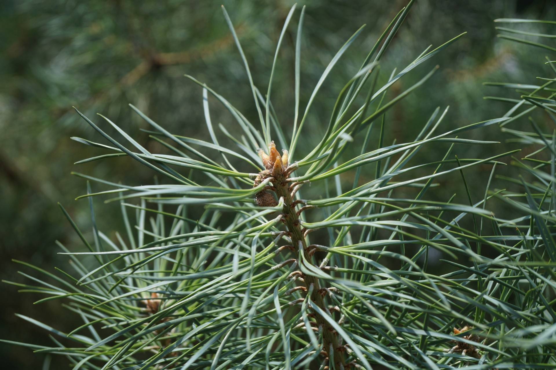 Pinus sylvestris_01
